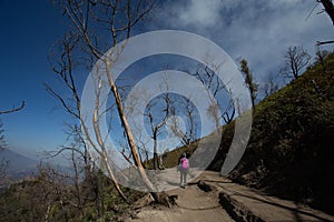 High altitude dead tree on way to Kawah Ijen Crater