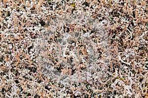 High Altitude Lichen