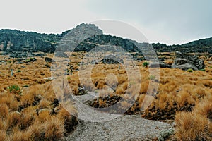 High Altitude moorland on Mount Kenya