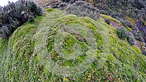 High altitude moss in Antisana Ecological Reserve