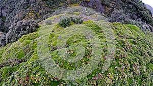 High altitude moss in Antisana Ecological Reserve