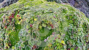 High altitude moss in Antisana Ecological Reserve