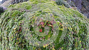 High altitude moss in Antisana Ecological Reserve