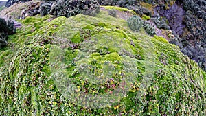 High altitude moss in Antisana Ecological Reserve