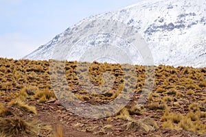 High altitude shrubs. Landscape of mountains in the high lands of Chile near the border with Bolivia