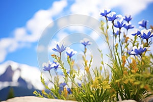 high altitude snow gentians adjacent chilly mountaintop