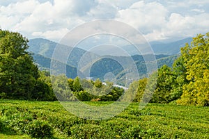 High-altitude tea plantation on a summer day