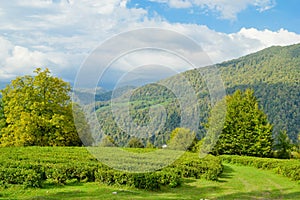 High-altitude tea plantation on a summer day