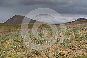 High Altitude wild flowering at Kaza,Spiti Valley,Himachal Pradesh,India