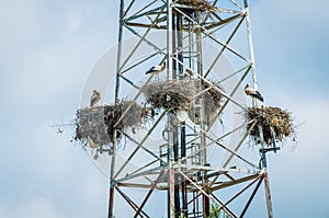 High amount of storks nests in one technology tower in Morocco