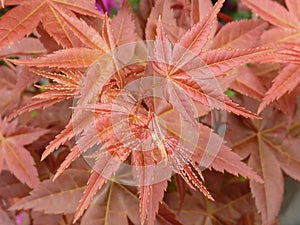 High ange closeup shot of red maple leaves photo