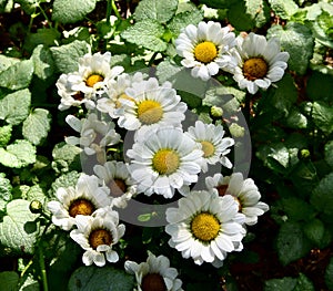 High angel shot of the delicate "Darling Daisies" with green leaves on a sunny day