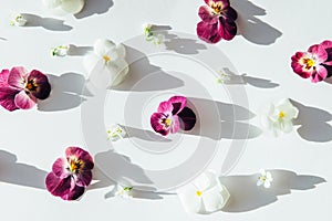 High angel view of flowers pansies with shadows pattern over white.