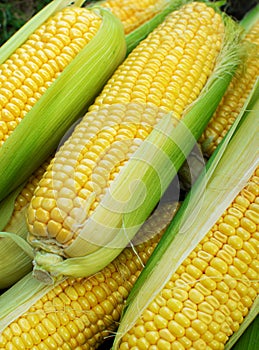 High angel view of freshly harvested ears of corn