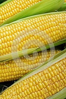 High angel view of freshly harvested ears of corn