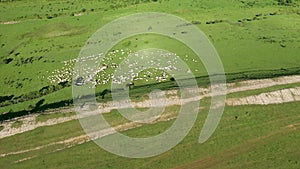 High angle aerial view of flock of sheep in pasture