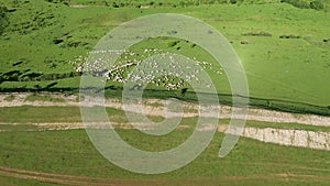 High angle aerial view of flock of sheep in pasture