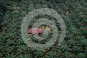 High angle or aerial view of an old wooden house in palm oil plantation in Asia. Agricultural background