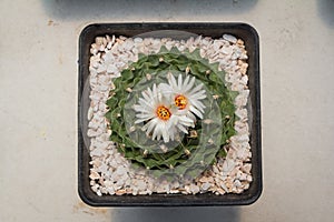 High-angle cactus Obregonia denegrii because it is planted in a beautiful white flowerpot in a greenhouse photo