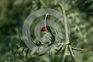 High angle close up shot of a beautiful red Ladybug on Carrotgrass leaf.