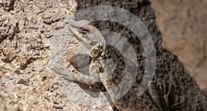 High angle close-up shot of a Himalayan Agama, looking like a lizard