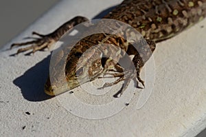 High-angle close-up view of a common lizard over the white surface