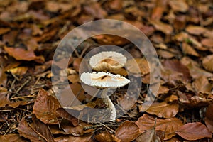 High-angle closeup of Lepiota cristata yellow leaves blurred background