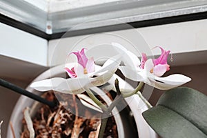 High angle closeup of a Moth orchid in a pot near a window under the sunlight