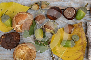 High angle closeup shot of autumn acorns, chest and hazelnuts, and leaves on a wooden background