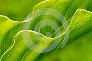 High angle closeup shot of beautiful green leaves captured at daylight