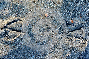 High angle closeup shot of bird traces on the sandy ground