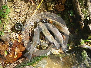 High angle closeup shot of freshly caught Rainbow Trout on the stream bank next to a flyrod