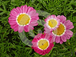 High angle closeup shot of pink Pyrethrum flowers growing in the garden
