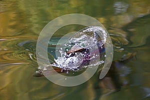 High angle closeup shot of a rainbow trout fish swimming in a lake