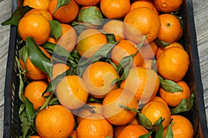 High angle closeup shot of ripe tasty tangerines with leaves in a wooden box