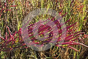 High angle coastal California glasswort in natural environment