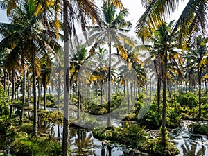 High-angle of coconut plantation canal backwater karela India