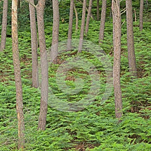 High angle forest detail with pine trunks and ferns