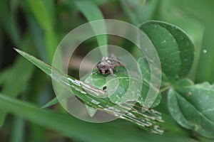 High angle front of a Cabbage Looper (Trichoplusia Ni) moth, sitting on a leaf photo