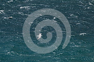 High angle horizontal shot of a seagull flying over a pure blue sea