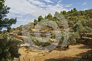 High angle of koroneiki trees on the mountain slopes with yellow grass, cloudy sky in the background