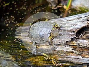 High-angle macro shot of a European pond turtle climbing out of the water