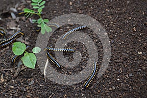 High Angle Many Keluwing Or Spirostreptus Caterpillars On Wet Soil photo