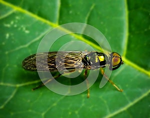HIGH ANGLE OF METALLIC GREEN INSECT ON BLURRED LEAF BACKGROUND