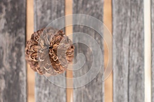 High angle selective focus Dry pine on the pattern wood background