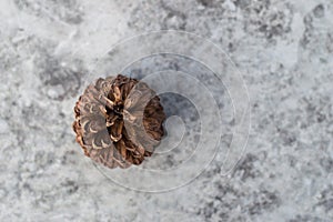 High angle selective focus Dry pine on the white background