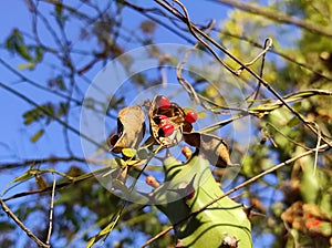 High Angle Short Rati Fruits Plant Photo