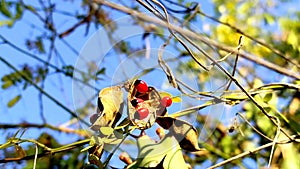 High Angle Short Rati Fruits Plant Photo