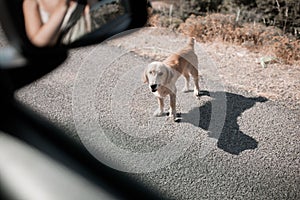 High angle shot of an adorable brown dog on a sunny road