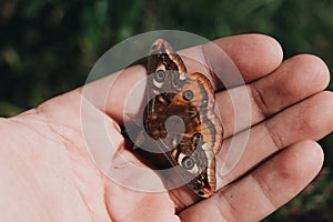 High angle shot of a beautiful butterfly on the palm of a person's hand over a grass-covered field